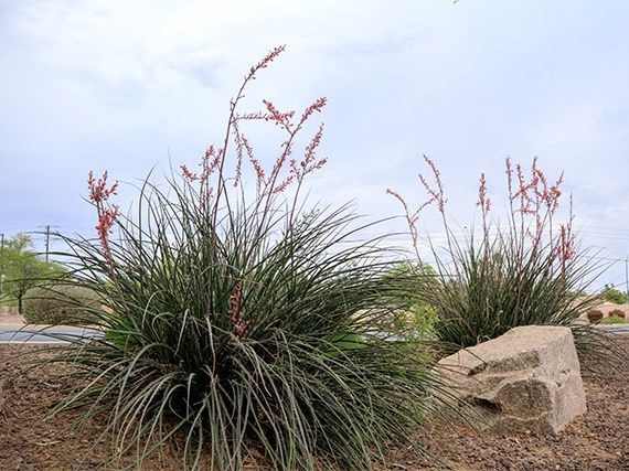 Gráciles hesperaloes para los jardines de (muy) bajo riego